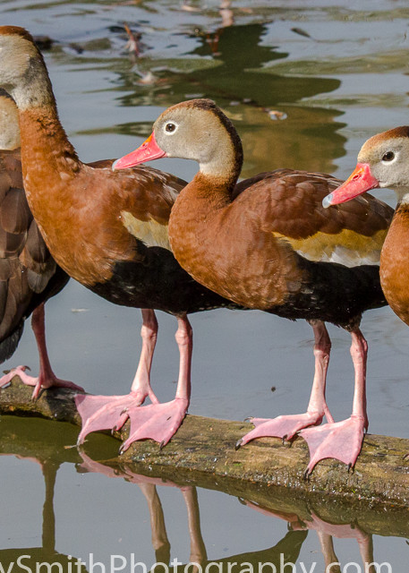 fine art photograph of four black-bellied whistling ducks in a row