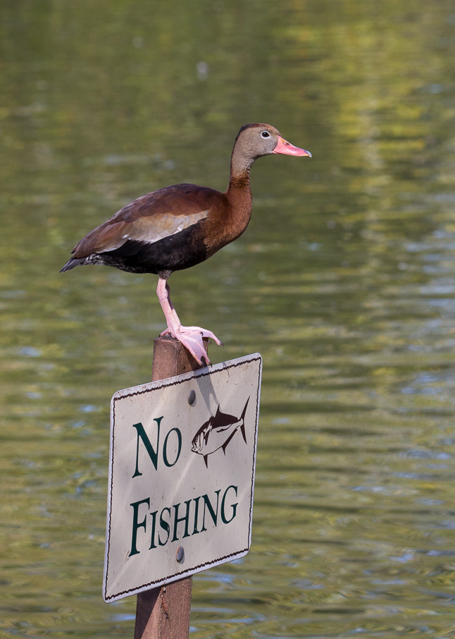 fine art photograph of Black-bellied Whistling Duck perched on a No Fishing sign.