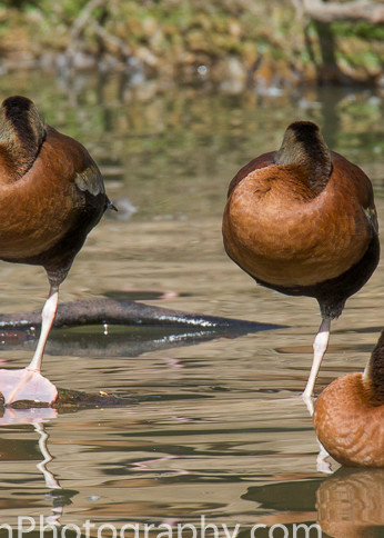 fine art photograph of five black-bellied whistling ducks at rest