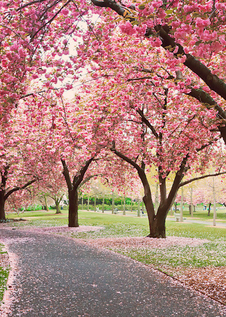 "Cherry Path" Brooklyn NY Botanic Garden cherry trees photograph