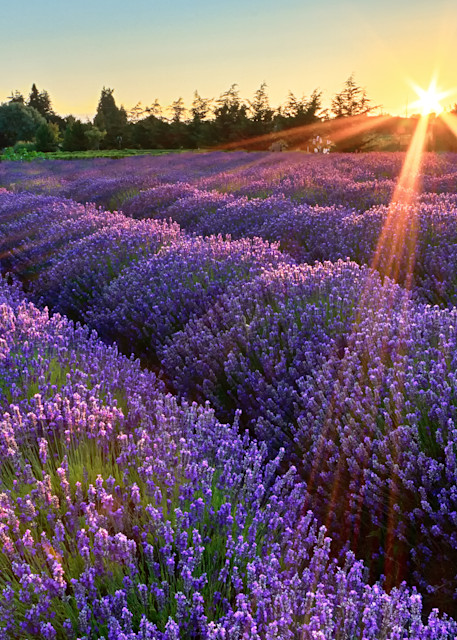 "Jardin du Soleil" Fine art Olympic Peninsula, Sequim, Washington lavender farm photograph