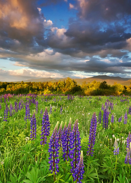 "Sugar Hill Sunset" New Hampshire mountains lupine flowers photograph