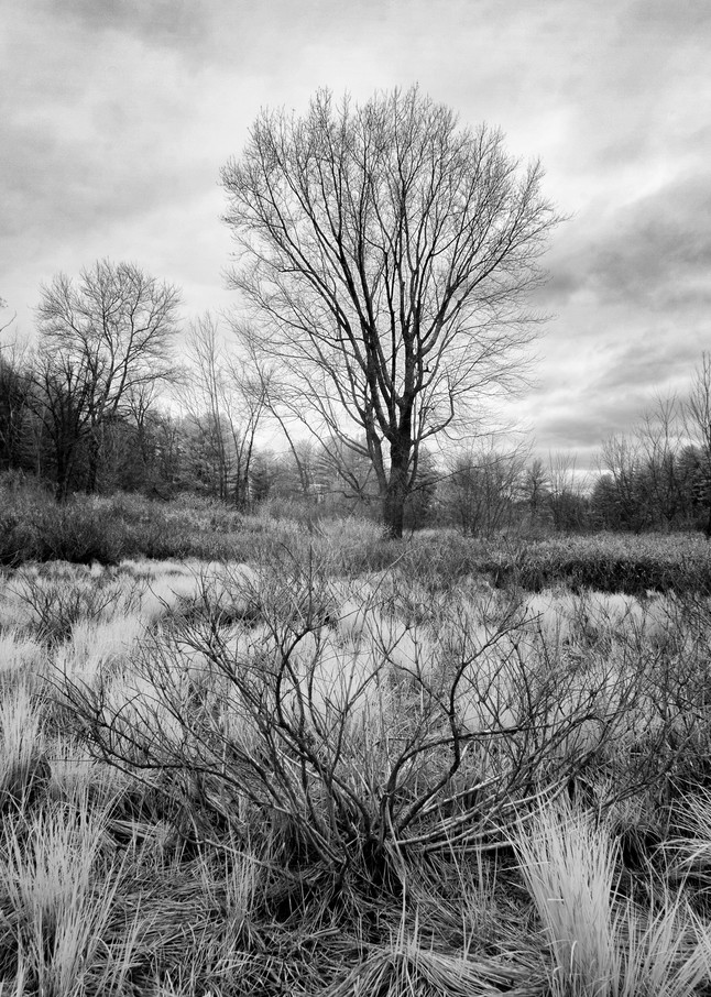 Henniker, NH late fall black and white trees and fields