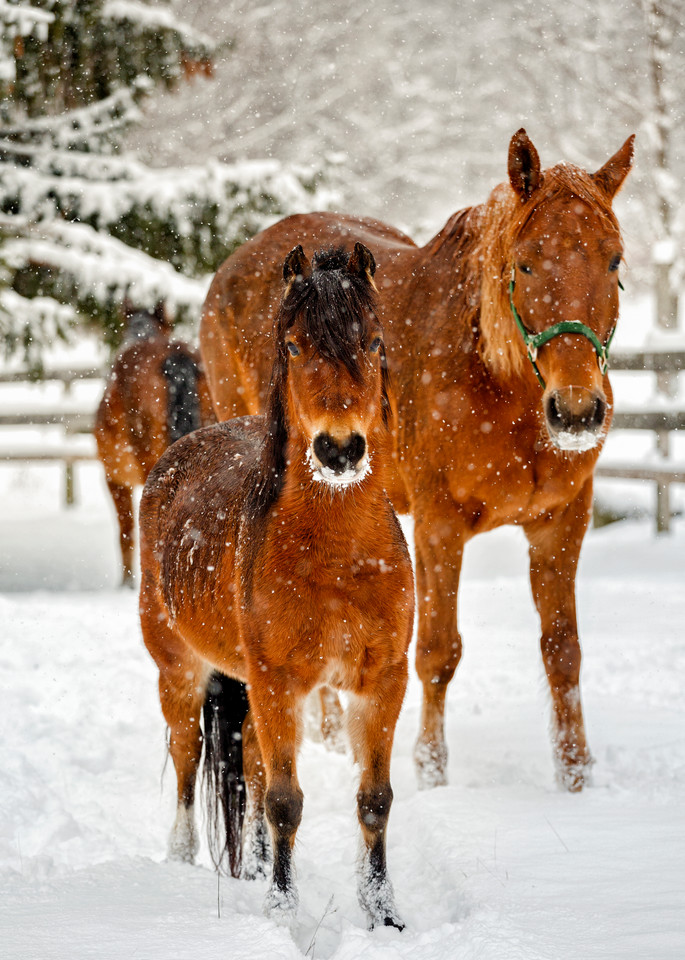 Henniker Winter Horses