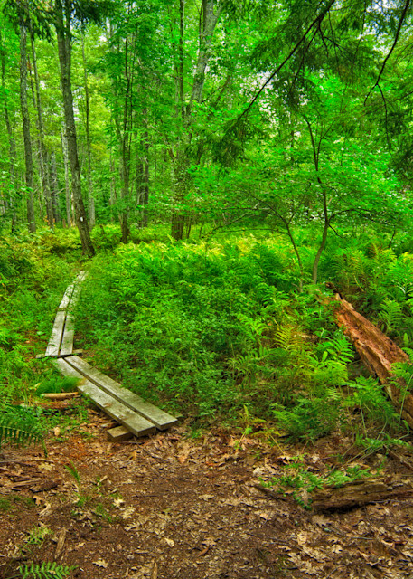The beginning of the Cedar Swamp trail, Antrim, NH