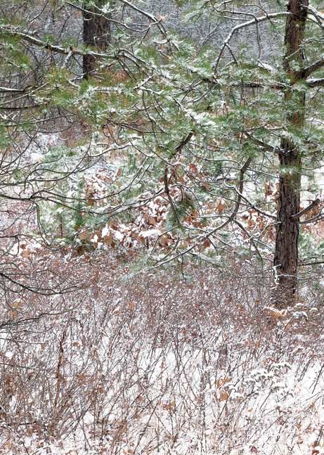 Snowy Pines, Henniker, NH