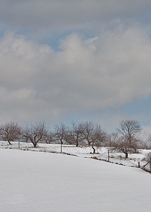 Snow-covered orchards at the Canterbury Shaker Village