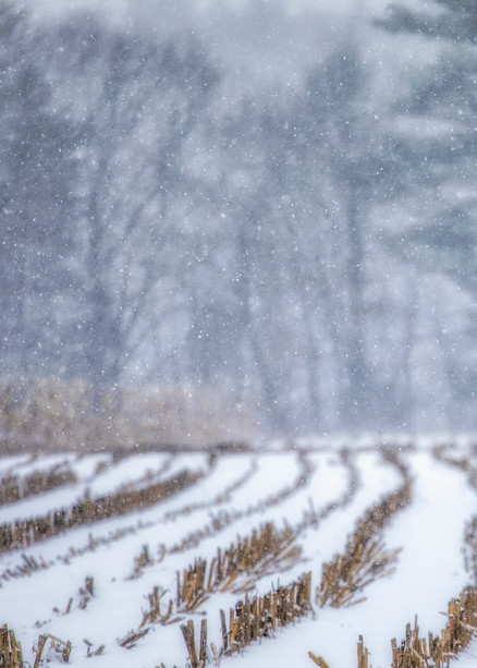 Corn Field in Winter, Henniker, NH