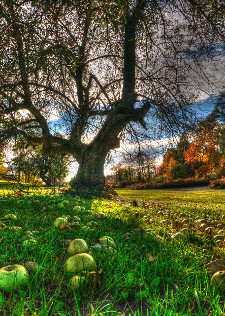 Beacon Apple Tree