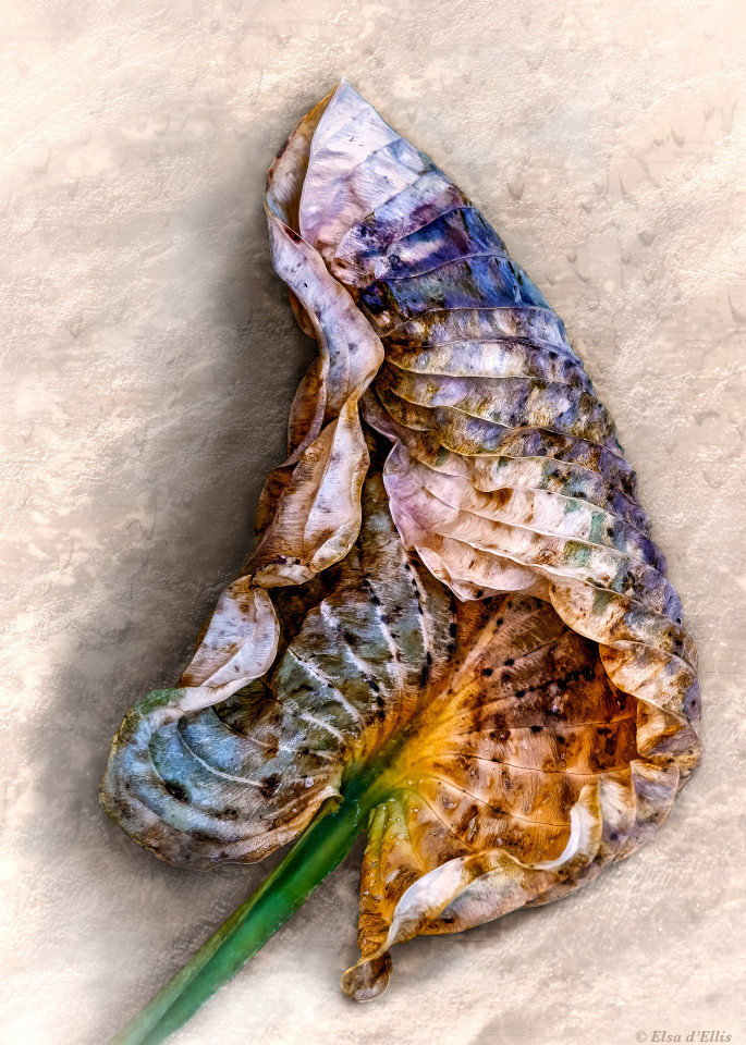 Amethyst Hues, d'Ellis Photographic Art photographs, Elsa