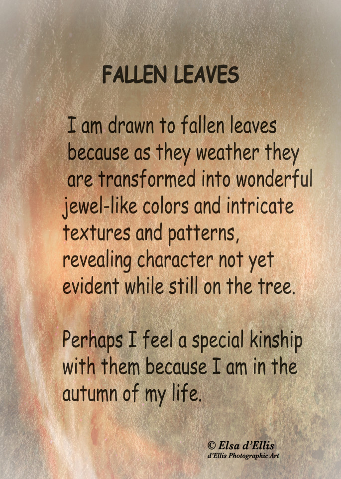 Fallen Leaves Statement, d'Ellis Photographic Art photographs, Elsa