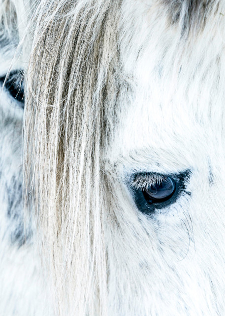 Fine art photograph of two white horses with big mane, close-up of head