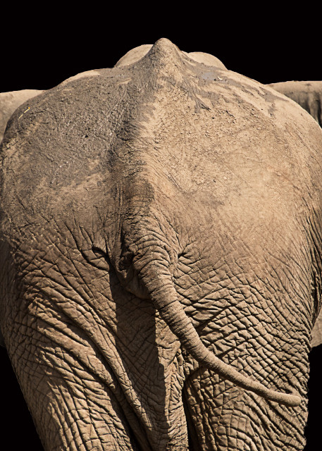 African elephant from behind with black background.