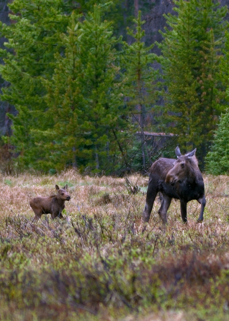 Mama Moose & Calf Photography Art | Nicholas Jensen Photography
