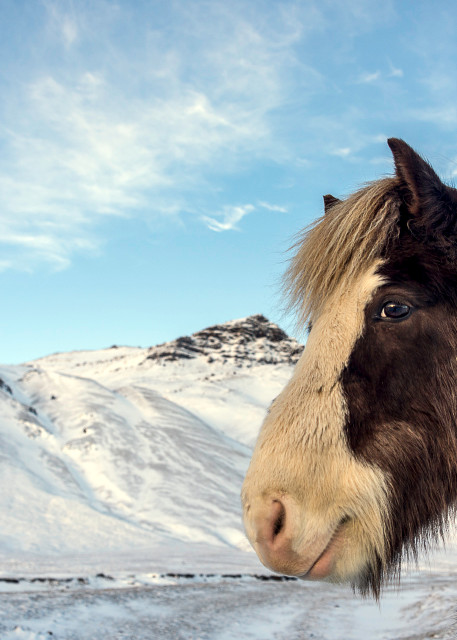 Brown and white Icelandic horse in winter landscape in a fine art photograph