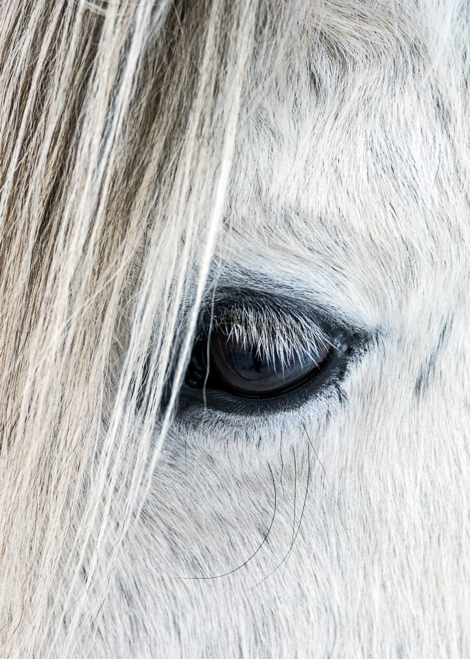 Fine art photograph of close-up of eye on white Icelandic horse