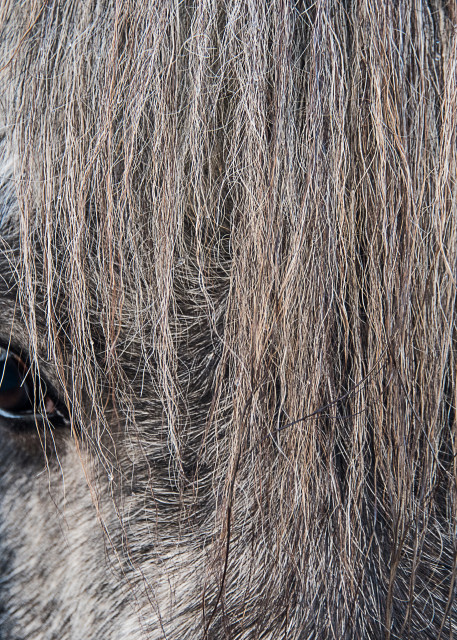 Gray Icelandic horse from the front with only one eye visible in fine art photograph