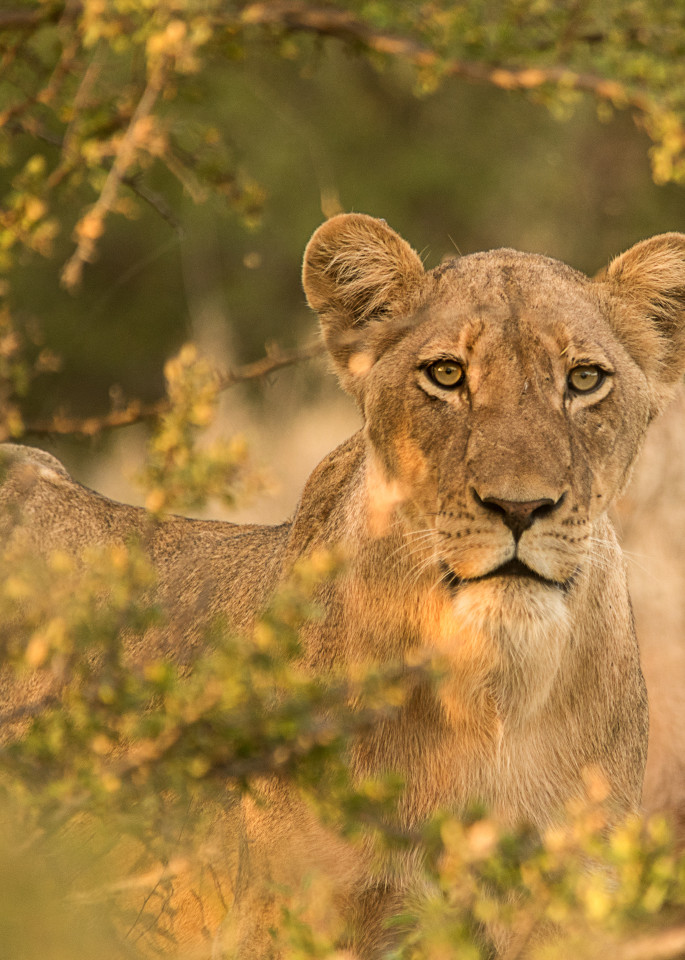 Lioness in the bush with early morning light, as art photograph