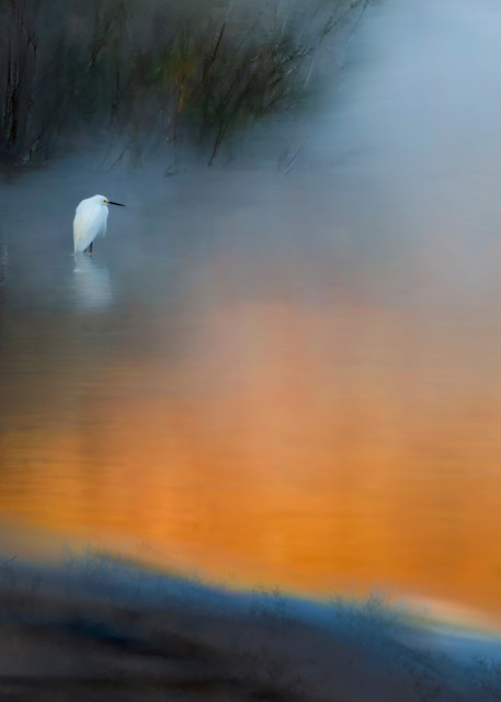 Egret on Foggy Lake