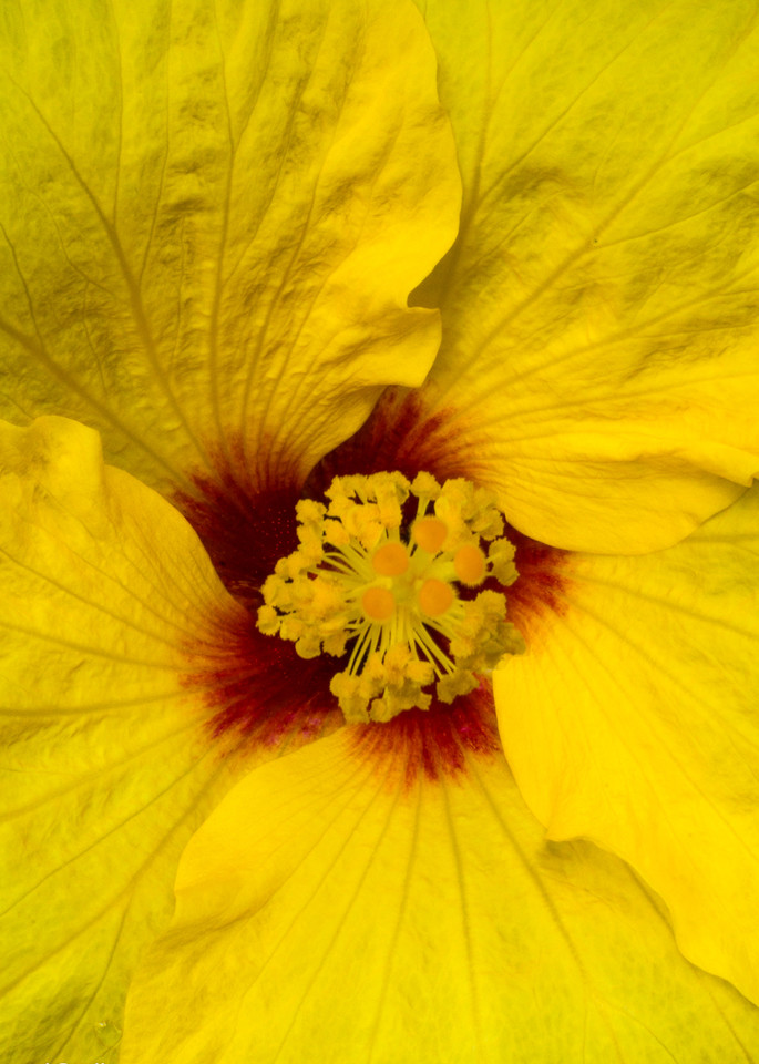 Hibiscus Flower Photo