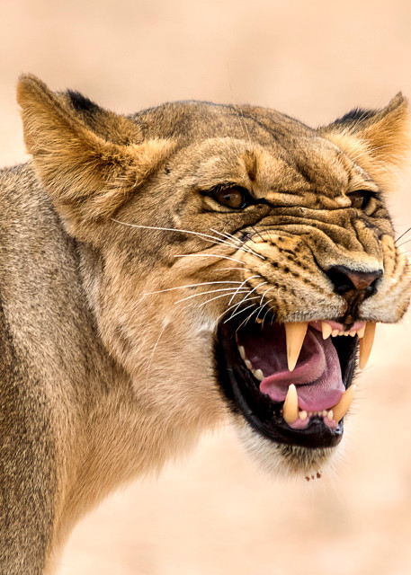 Photograph art print of female lion with angry expression and exposed teeth.