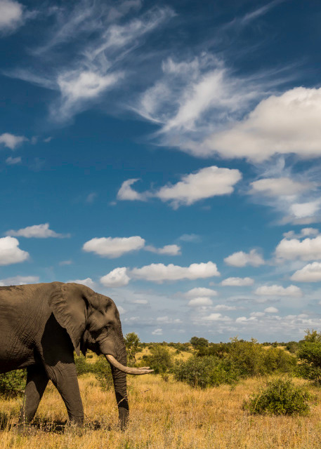 Big bull elephant in side view walking in savannah as art photograph print
