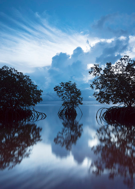 Constance Mier Photography - Mangrove Waterscapes