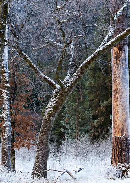 Snowy Trees In Yosemite Photograph For Sale As Fine Art