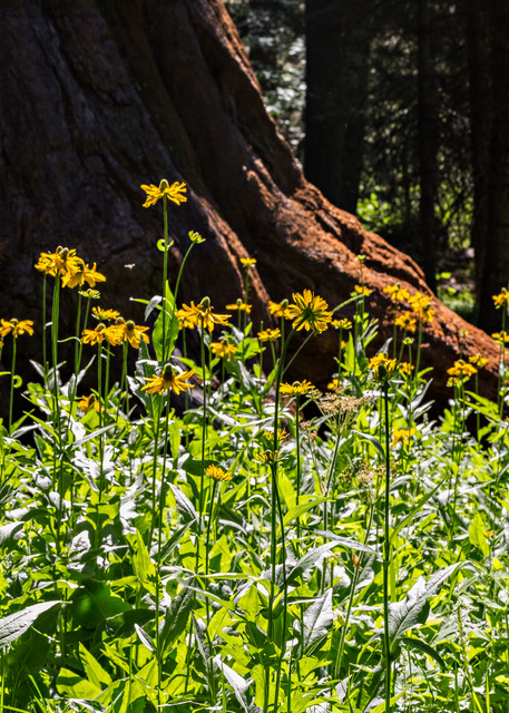 Wild Cutleaf Coneflowers in Sequoia National Park Photograph For Sale As Fine Art