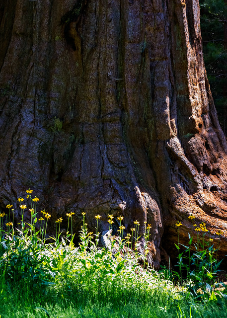 Cutleaf Coneflowers At The Base of A Sequoia Tree Photograph For Sale As Fine Art