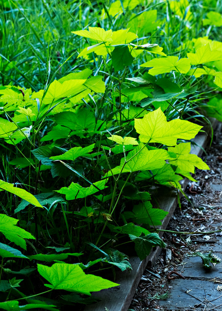 Green Leaves Along Pathway Photograph for sale as Fine Art
