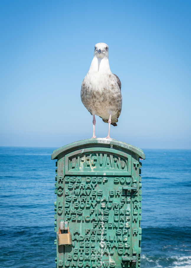 Guard on Duty, seagull photo for sale | Susan J Photography