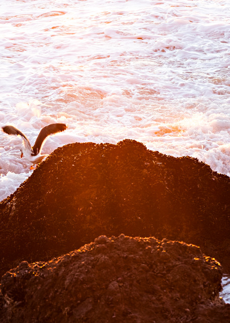 Seagull On Rocky Coast Photograph For Sale As Fine Art