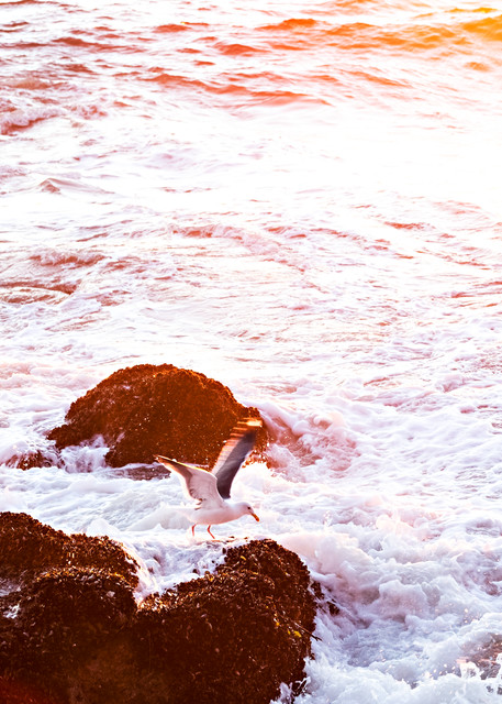 Seagull With Sunset Waves Photograph For Sale As Fine Art