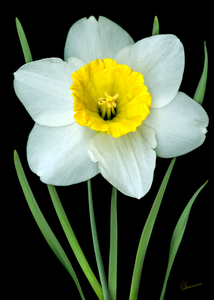 Single White Daffodil on a Black. Contemporary ultra high resolution wall art. A print of an original artwork by Mary Ahern Artist.