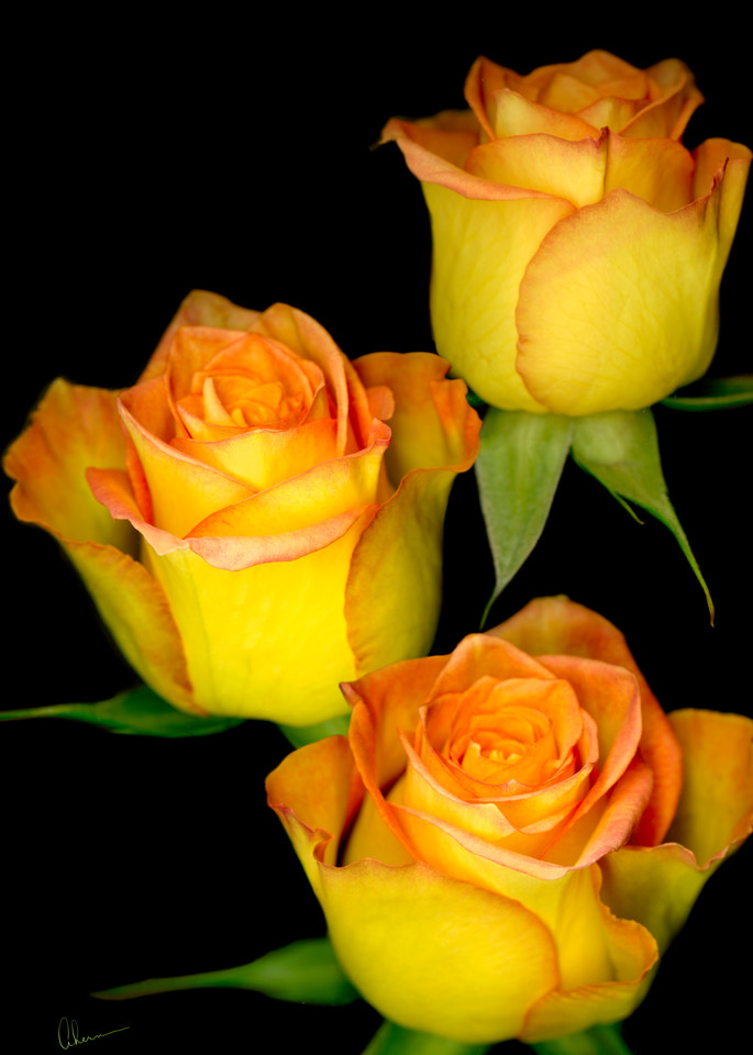 Triple Yellow Roses on black by the artist Mary Ahern.