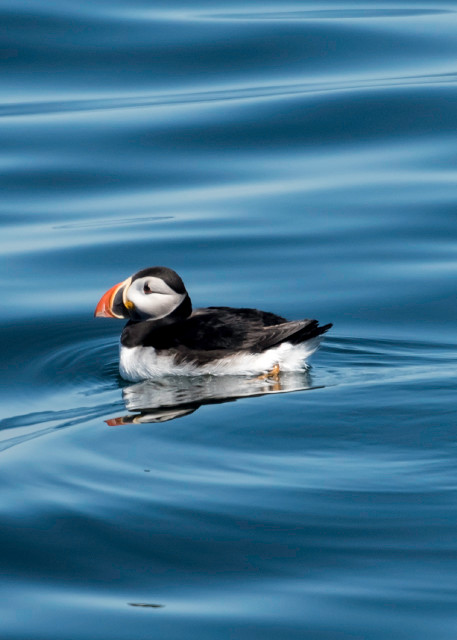 Puffin on silky blue water in side view, photograph art print