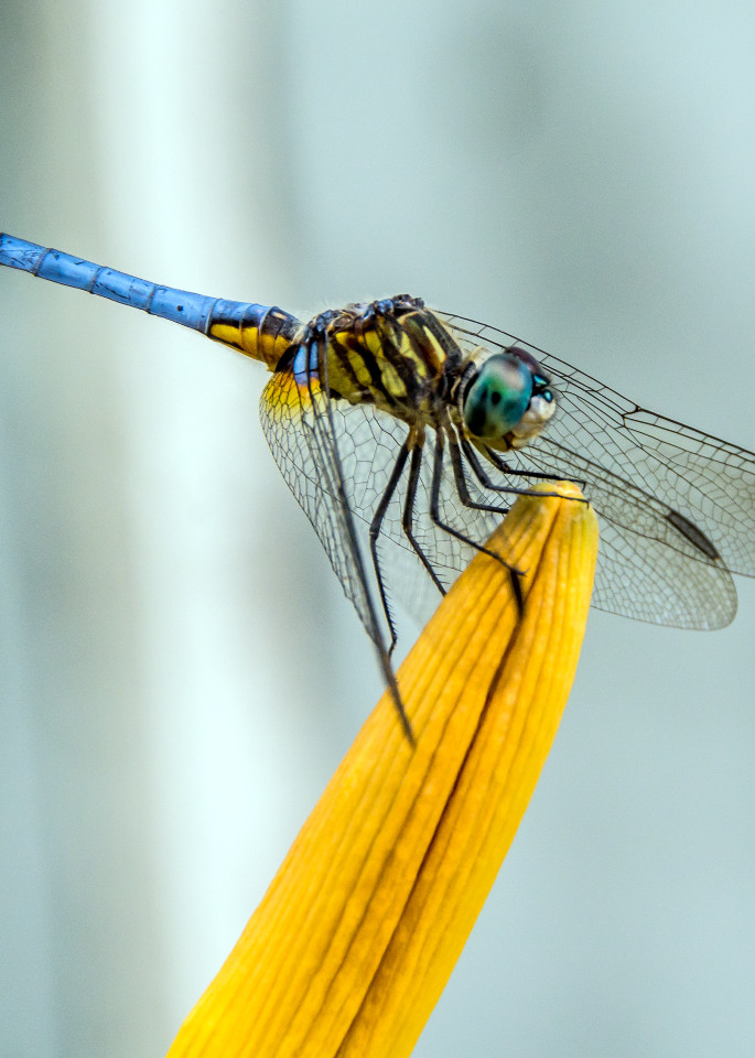 Dragon fly sitting on edge of yellow flower in art photograph