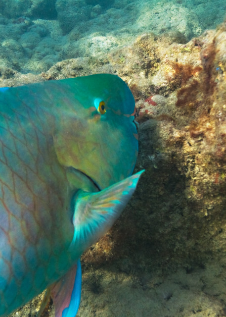 Parrotfish Eating Coral In Hanauma Bay Photograph For Sale As Fine Art