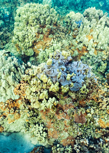 Colorful Molokai Coral Photography Art | Moriah Quinn Photography