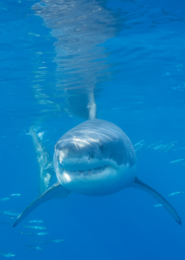 Great White Shark Head On, Guadalupe Island, Mexico