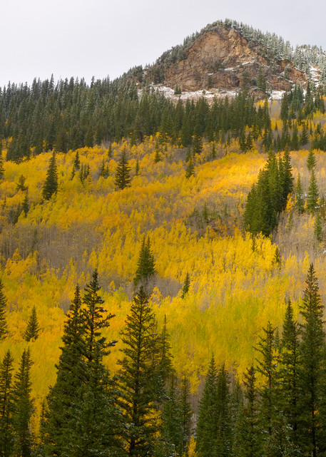 Fall Color on Guanella Pass Road