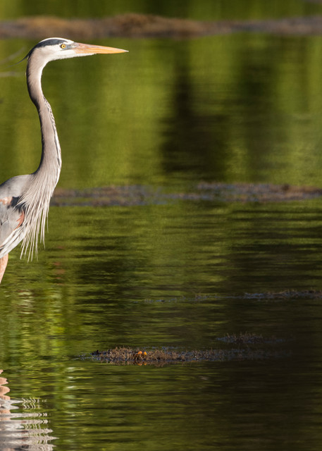 Great Blue Heron Reflection, Sanibel Island, Florida