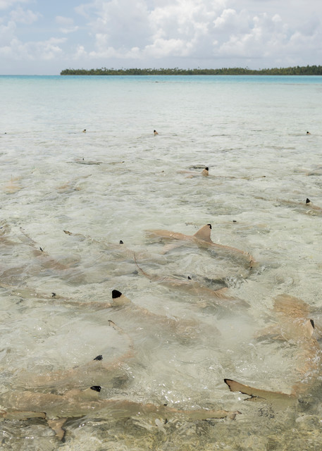 Blacktip Reef Sharks 2, Blue Lagoon, French Polynesia