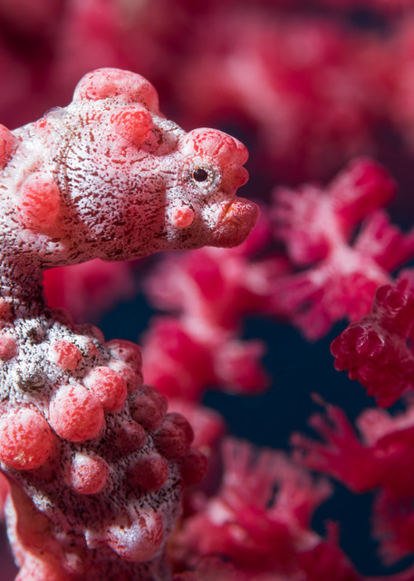 Pink Pygmy Seahorse, Philippines