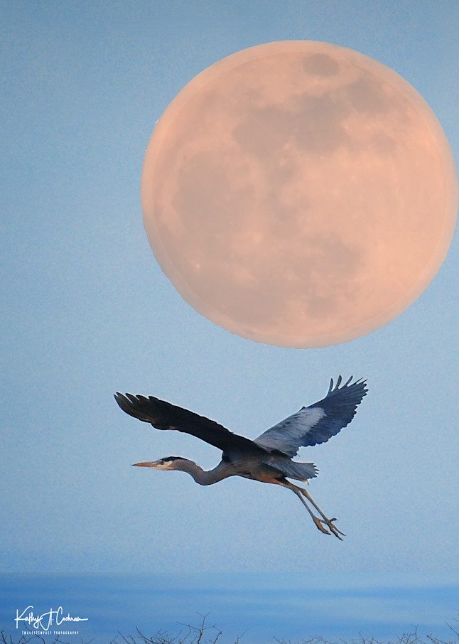 Rising Moon Heron Art | Images2Impact
