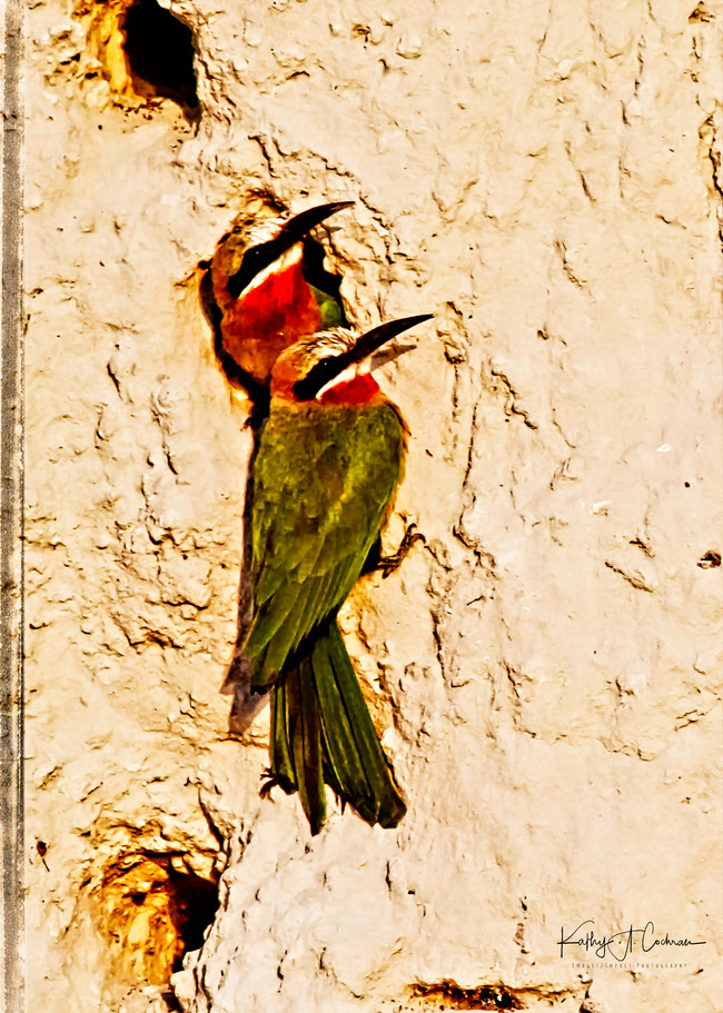 Bee Eaters Art | Images2Impact