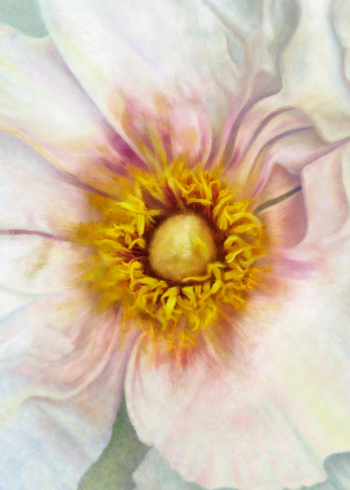 White Peony Squared, wall art. A print of an original painting by the artist, Mary Ahern.