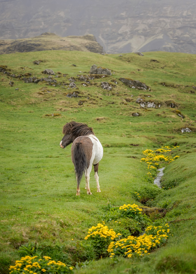 Icelandic Spring | Equine Collection | CBParkerPhoto Art 