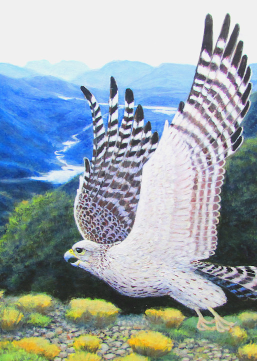 Grey Falcon In Flight Art | Charles Wallis